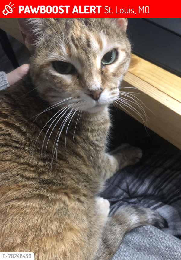 Lost Female Cat last seen Fee Fee and Bennington, St. Louis, MO 63146