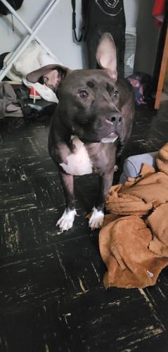 Lost Male Dog last seen BROOKLAWN, Cleveland, OH 44111