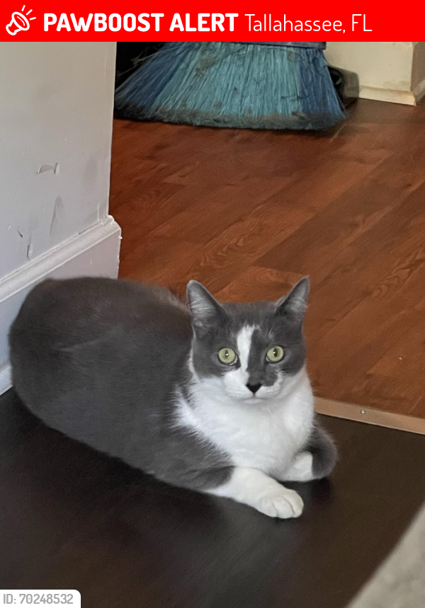 Lost Male Cat last seen Hartsfield and High Road, North Tallahassee , Tallahassee, FL 32303