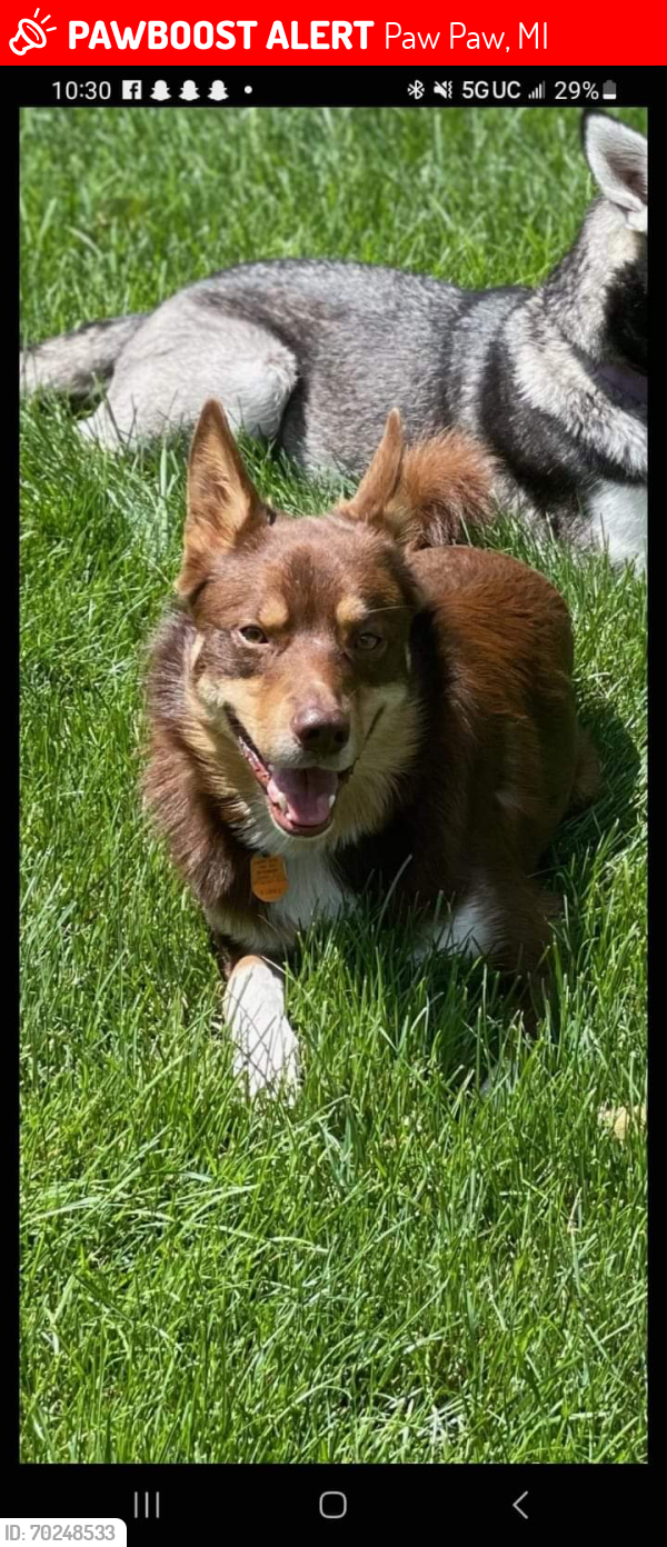 Lost Male Dog last seen Last seen around Paw Paw MI CR 657 , Paw Paw, MI 49079