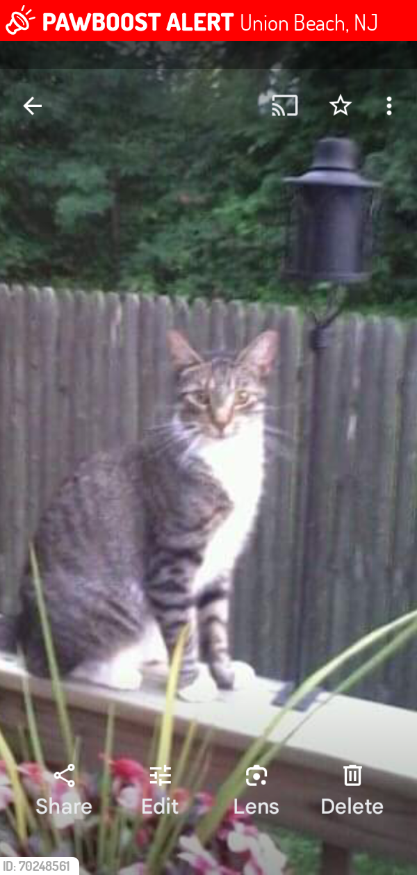 Lost Male Cat last seen Aumack ave. Seagate , Union Beach, NJ 07735