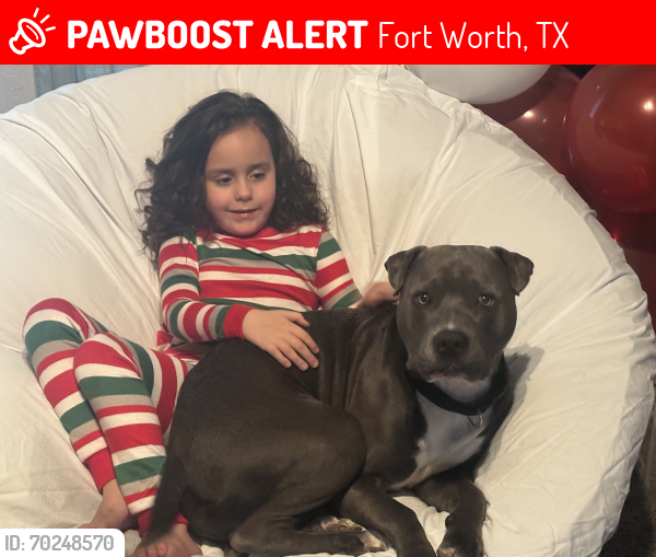 Lost Male Dog last seen Chapin Rd, wakecrest , Fort Worth, TX 76108