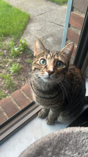 Lost Female Cat last seen Crestwood Drive at the white townhouses, Willard, OH 44890