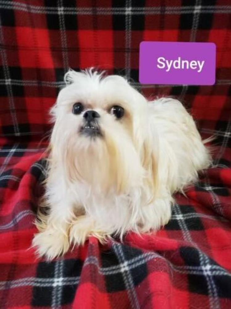 Shelter Stray Female Dog last seen Sevier County, TN , Pigeon Forge, TN 37862