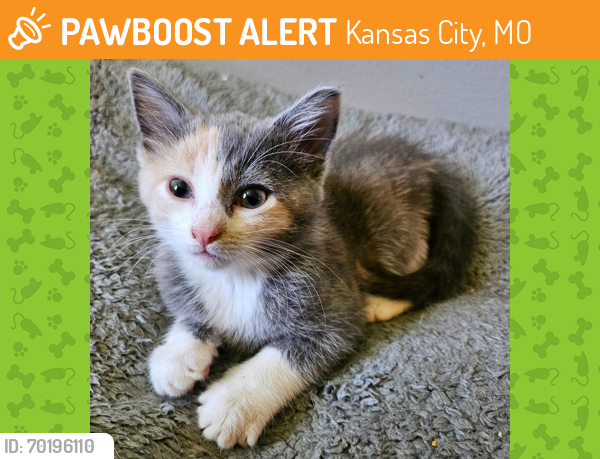 Shelter Stray Female Cat last seen Near Grand Blvd KCMO 64108, 64108, MO, Kansas City, MO 64132