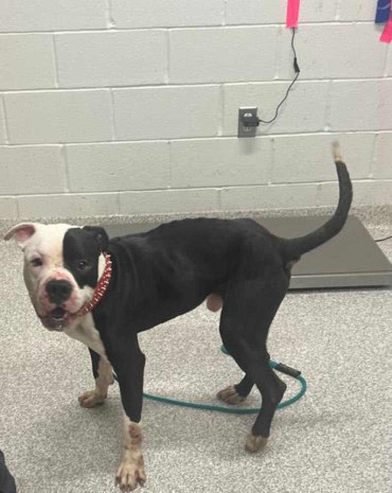 Shelter Stray Male Dog last seen Near Reisterstown, 21215, MD, Baltimore, MD 21230