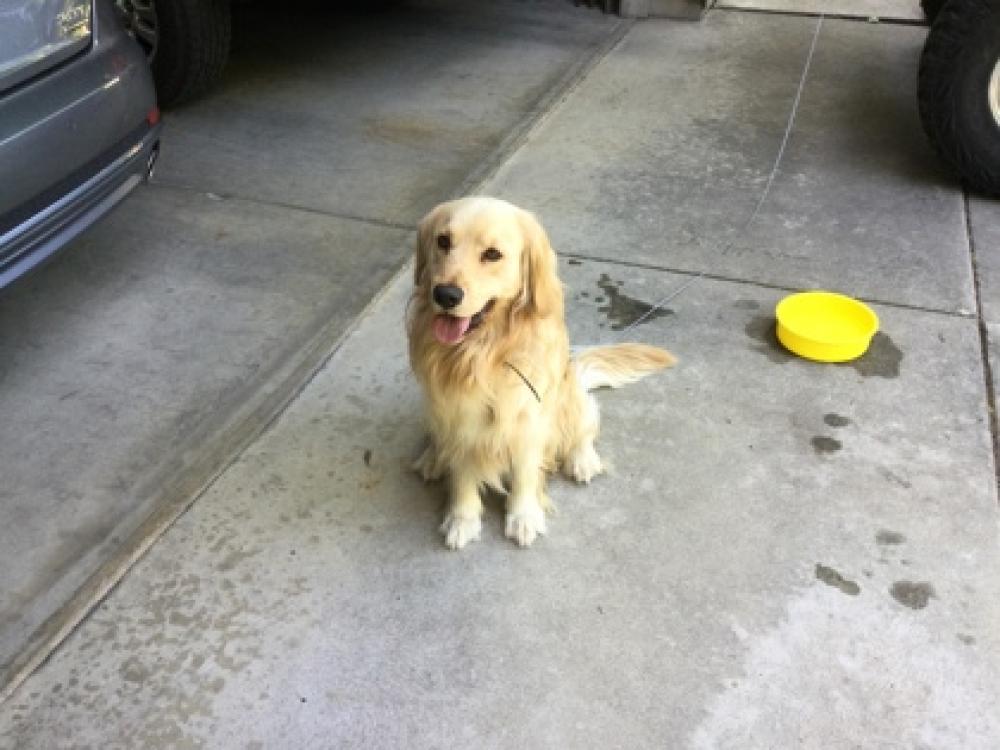 Shelter Stray Male Dog last seen Palm & Sierra, Fresno Zone Fresno City A 93722, CA, Fresno, CA 93706
