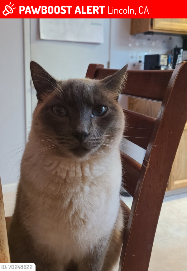 Lost Male Cat last seen Hollingsworth dr, Lincoln, CA 95648