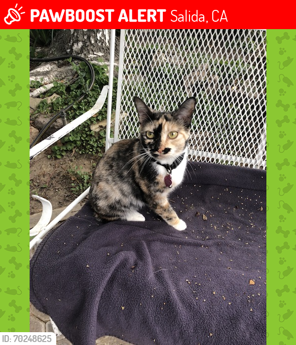 Lost Female Cat last seen Castlemaine dr godfrey, Salida, CA 95368