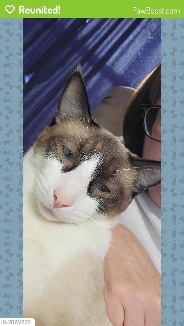 Reunited Male Cat last seen Linden St, Exeter, NH 03833
