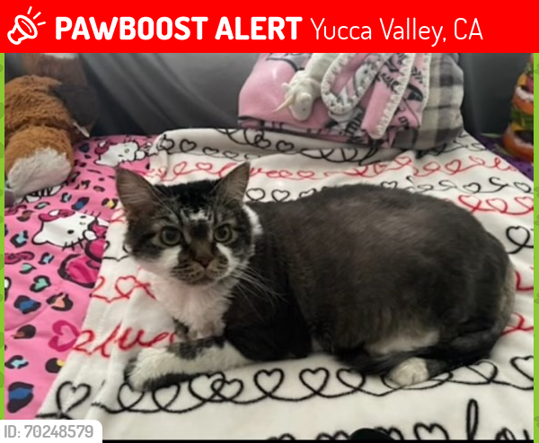 Lost Male Cat last seen Near Arcadia Trail, Yucca Valley, CA 92284