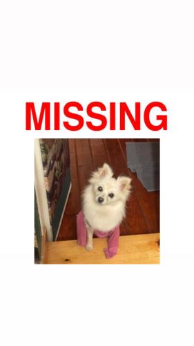 Lost Female Dog last seen Easton ave lilac ave, Rialto, CA 92376