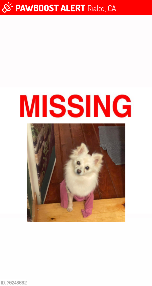 Lost Female Dog last seen Easton ave lilac ave, Rialto, CA 92376
