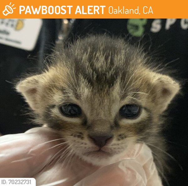 Shelter Stray Male Cat last seen Near 162 Avenue, SAN LEANDRO, CA, 94578, Oakland, CA 94621
