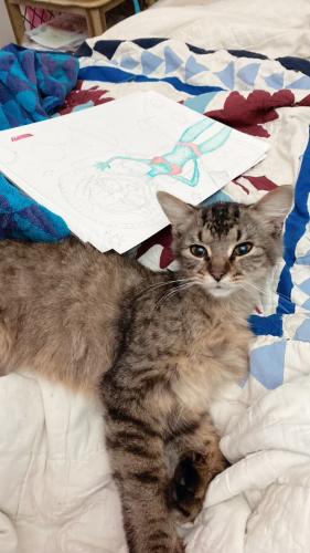 Lost Male Cat last seen Cottage Hill and university , Mobile, AL 36693