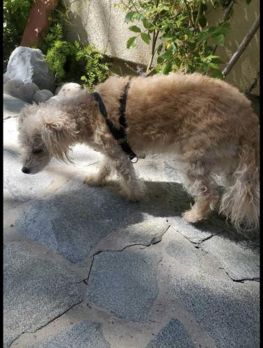 Lost Female Dog last seen Valley circle blvd & strathern , Los Angeles, CA 91304