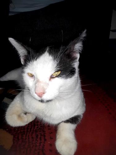 Lost Male Cat last seen Sherry and main street , Norman, OK 73069