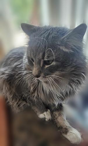 Lost Male Cat last seen Huntersridge Dr & Thistlewood Court, West Chester Township, OH 45069