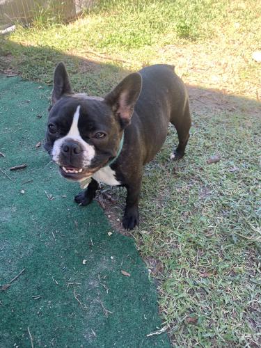 Lost Female Dog last seen Breezy Oaks RV Park , Bushnell, FL 33513