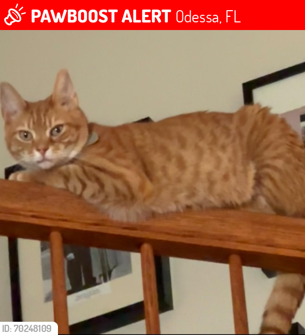 Lost Male Cat last seen Near Eastbourn Dr., Odessa,  Florida, Odessa, FL 33556