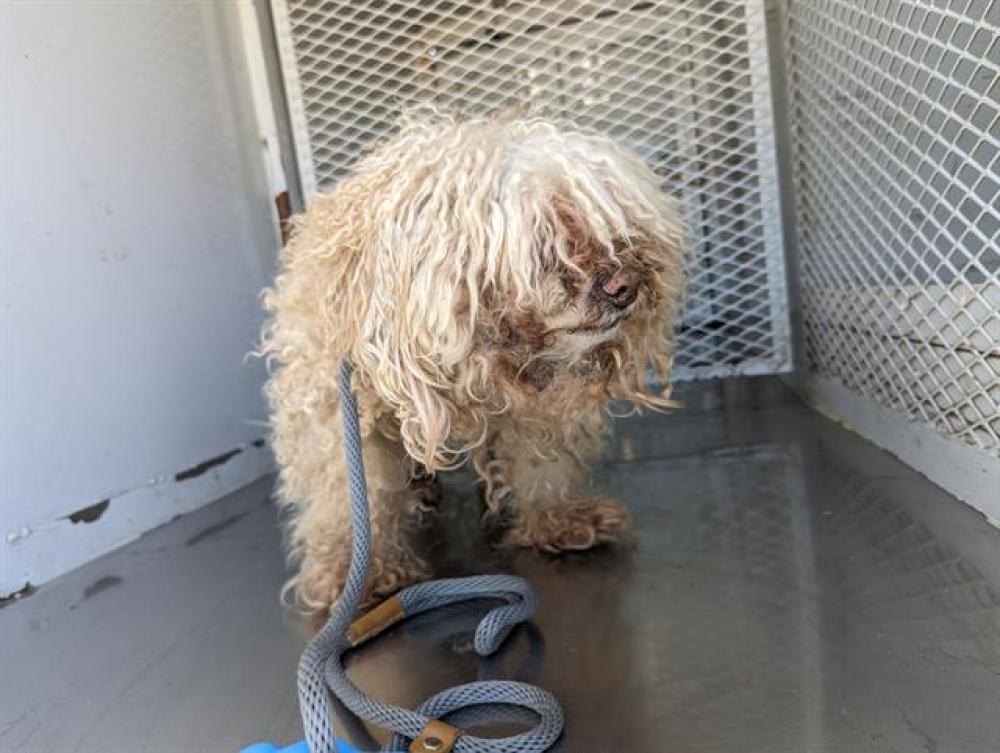 Shelter Stray Male Dog last seen Near BLOCK FLORAL MEADOW DR, BAKERSFIELD CA 93308, Bakersfield, CA 93308