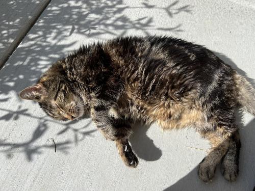 Lost Male Cat last seen Petaluma Courtyard Marriott, Petaluma, CA 94954