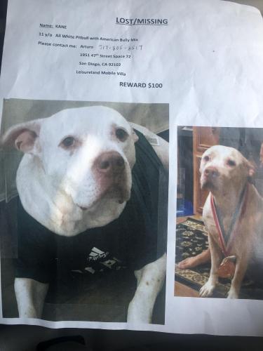 Lost Male Dog last seen Leisure land  mobile s  92102 , San Diego, CA 92102