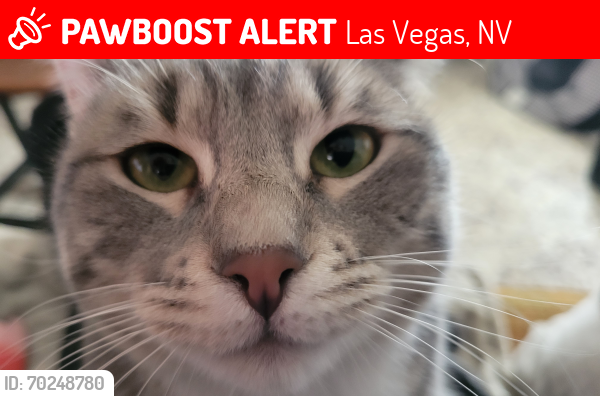 Deceased Female Cat last seen Rancho & alta, Las Vegas, NV 89106