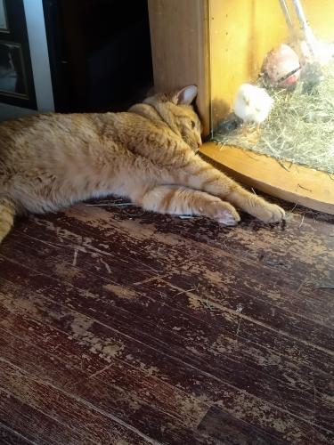 Lost Male Cat last seen N. 53rd St. And Sprague St , Omaha, NE 68104