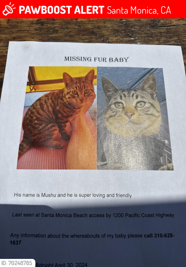 Lost Male Cat last seen Santa Monica Pier, Santa Monica, CA 90401