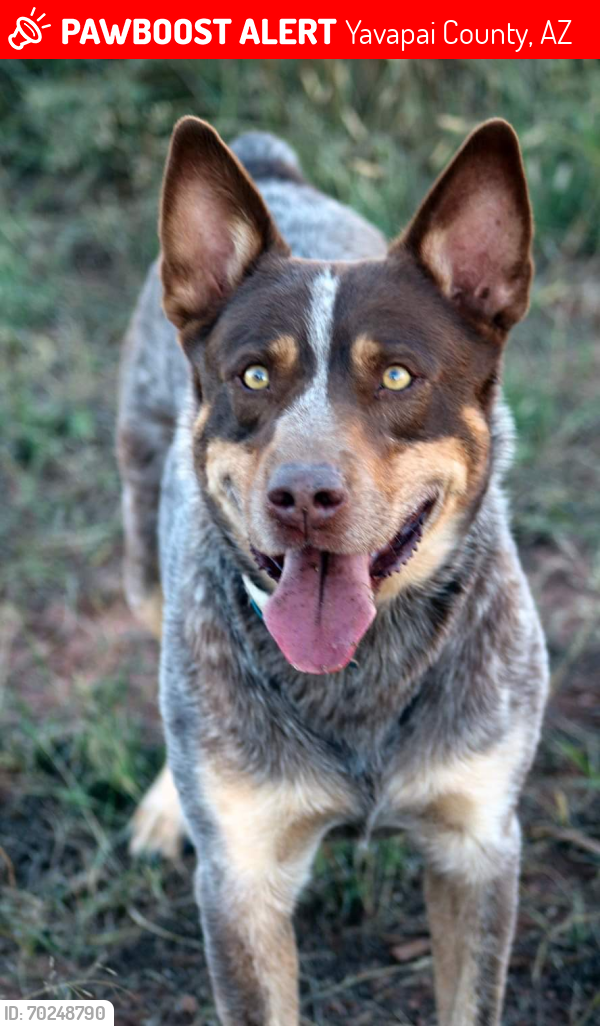 Lost Male Dog last seen Arizona rd, Yavapai County, AZ 86320