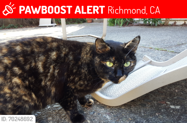 Lost Female Cat last seen Snowdrift Ct. El Sobrante, CA 94803, Richmond, CA 94803