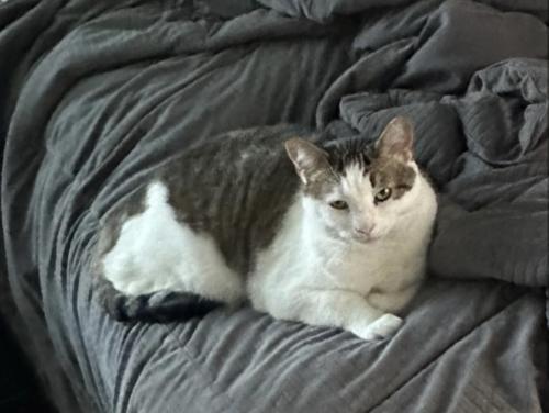 Lost Female Cat last seen Parvin and Davidson, Kansas City, MO 64116