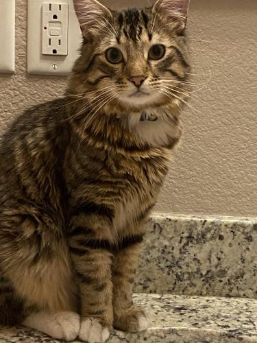 Lost Male Cat last seen Eastlake blvd and emerald park dr , Horizon City, TX 79928