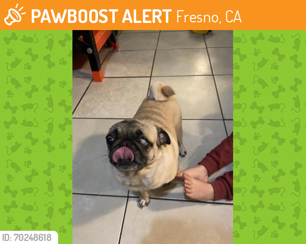 Shelter Stray Female Dog last seen Diana & McKenzie, Fresno Zone Fresno City E  93701, CA, Fresno, CA 93706
