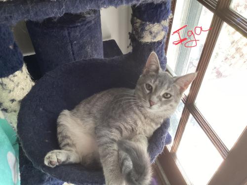 Lost Female Cat last seen Weyant and Bexley Park, Columbus, OH 43213