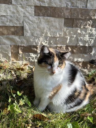 Lost Female Cat last seen 6th Street East, Tuscaloosa, AL 35404