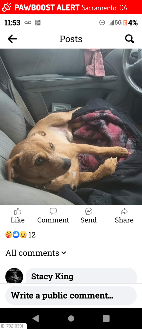 Lost Male Dog last seen El Camino and Grove, Sacramento, CA 95833