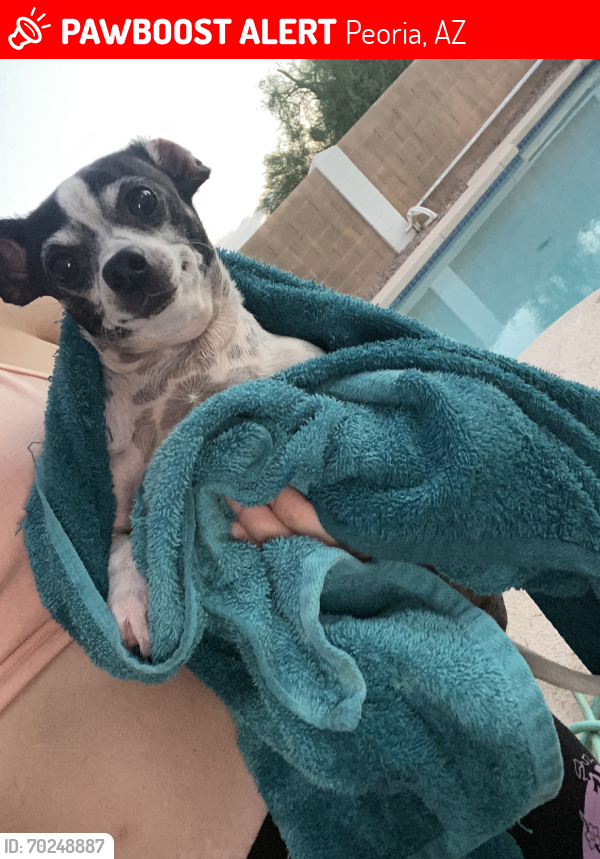 Lost Male Dog last seen Grand and 91st, Peoria, AZ 85345