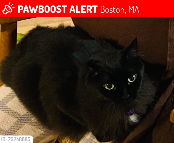Deceased Female Cat last seen Amory Street at Cornwall St, Jamaica Plain, Boston, MA 02130