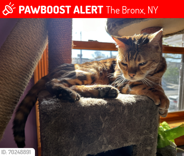 Lost Male Cat last seen Mickle ave eastchester rd, The Bronx, NY 10469