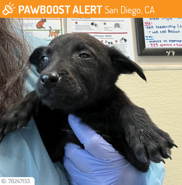 Shelter Stray Female Dog last seen Near Sherman Street, San Diego, CA, 92109, San Diego, CA 92110