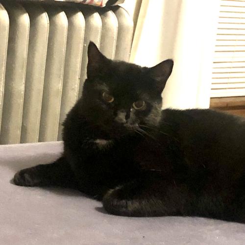 Lost Female Cat last seen Clearview ave , Worcester, MA 01605