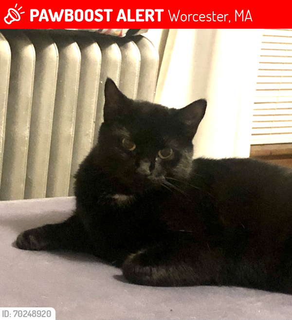 Lost Female Cat last seen Clearview ave , Worcester, MA 01605