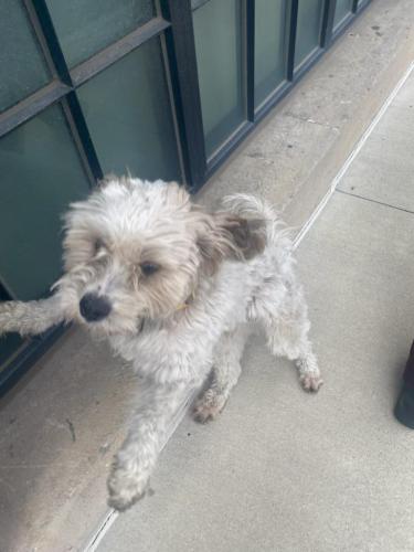 Lost Male Dog last seen Purdue Polytechnic School, Indianapolis, IN 46201
