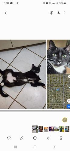 Lost Male Cat last seen Duval, alroso,  area, Port St. Lucie, FL 34983