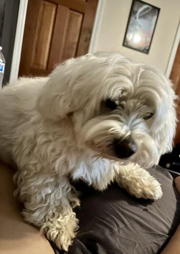 Lost Male Dog last seen Fitzwater Dr, Nokesville, VA 20181