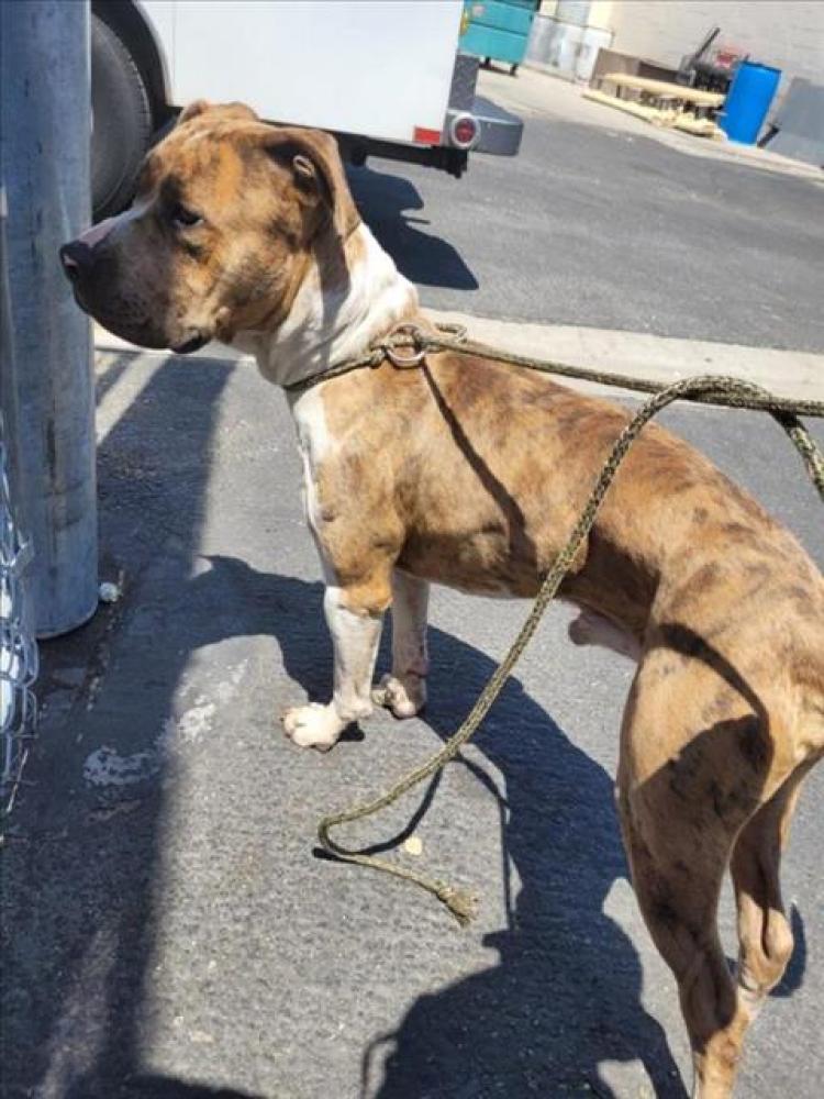 Shelter Stray Male Dog last seen , Los Angeles, CA 90031