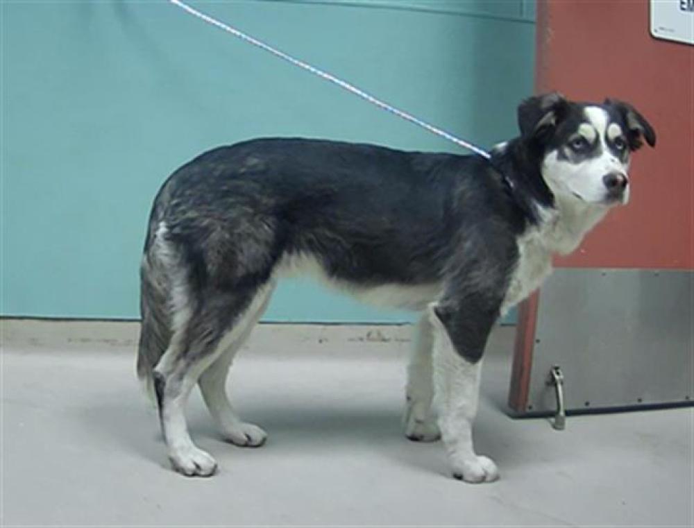 Shelter Stray Male Dog last seen Near BLOCK CALIFORNIA AVE, RENO NV 89509, Reno, NV 89502