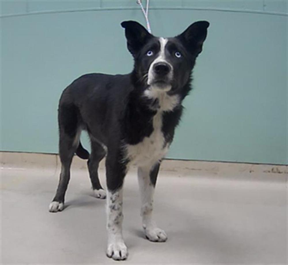 Shelter Stray Male Dog last seen Near BLOCK CALIFORNIA AVE, RENO NV 89509, Reno, NV 89502